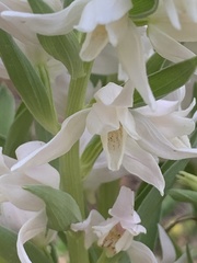 Cephalanthera epipactoides
