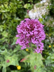 Centranthus ruber