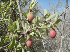 Ximenia pubescens