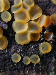 Orbilia xanthostigma image
