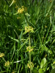 Cruciata