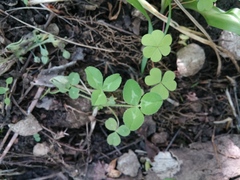 Trifolium kentuckiense