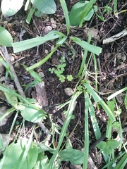 Trifolium kentuckiense