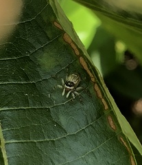 Phintelloides versicolor