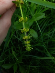 Cruciata