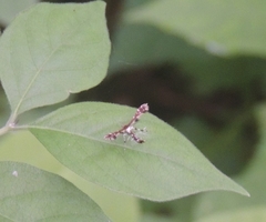 Geina periscelidactylus