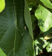 Phintelloides versicolor