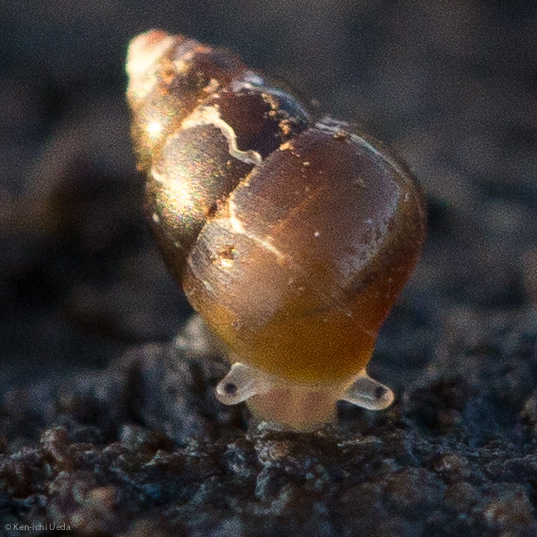 California Assiminea