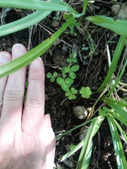 Trifolium kentuckiense