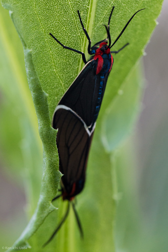 White-margined Ctenucha Moth photo 2