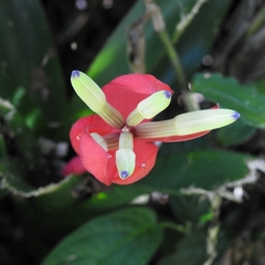 Billbergia amoena