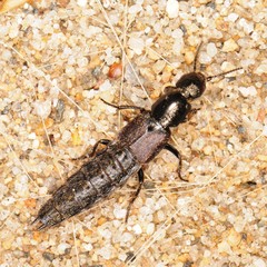 Platydracus praelongus