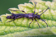 Necydalis cavipennis