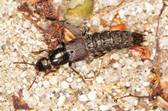 Platydracus praelongus