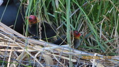 Fulica atra
