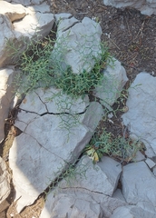 Limonium cancellatum