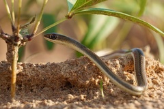 Psammophis orientalis