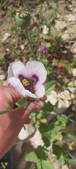Papaver somniferum