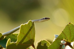 Psammophis orientalis