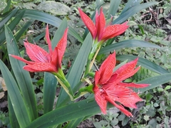 Hippeastrum aulicum