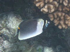Chaetodon reticulatus