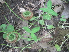 Trifolium kentuckiense