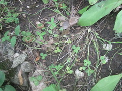 Trifolium kentuckiense