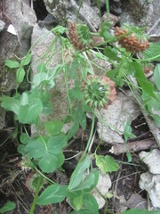 Trifolium kentuckiense