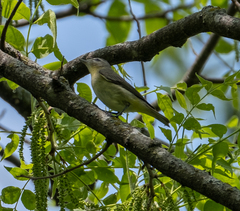 Vireo philadelphicus