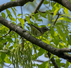 Vireo philadelphicus