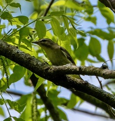 Vireo philadelphicus