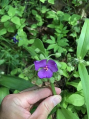Tradescantia ernestiana