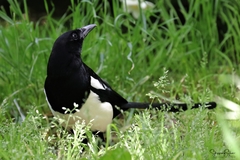 Pica pica