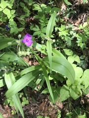 Tradescantia ernestiana