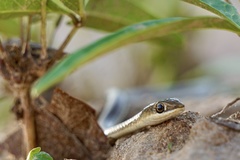 Psammophis orientalis