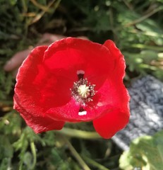 Papaver rhoeas