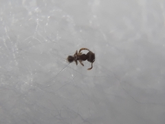 Pheidole parva