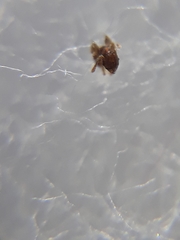 Pheidole parva