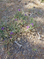 Iris hartwegii australis