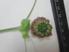 Trifolium kentuckiense