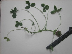 Trifolium kentuckiense
