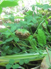Trifolium kentuckiense