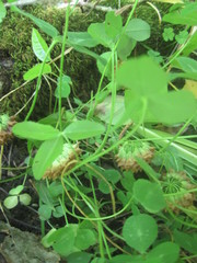 Trifolium kentuckiense