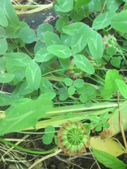 Trifolium kentuckiense