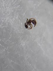 Pheidole parva