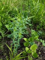 Euphorbia condylocarpa