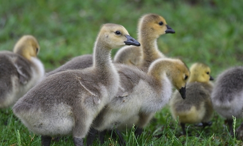Canada Goose photographed in Missouri