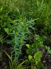 Euphorbia condylocarpa