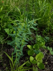 Euphorbia condylocarpa