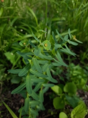 Euphorbia condylocarpa